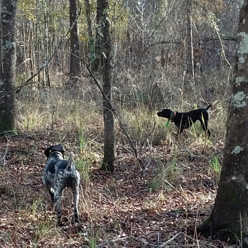 German Shorthaired Pointers